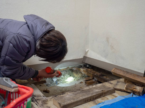 Best Mold Documentation for Insurance Claims  in Limon, CO