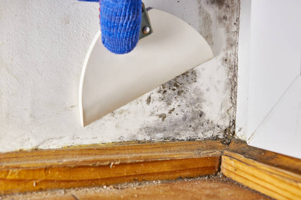 Best Emergency Mold Remediation  in Limon, CO